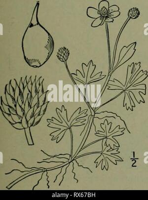 Un illustrata della flora di una flora illustrata del nord degli Stati Uniti, il Canada e la British possedimenti : da Terranova al parallelo tra il confine meridionale della Virginia e dall'Oceano Atlantico verso ovest per il 102º meridiano ed2illustratedflo02brit Anno: 1913 2. Ranunculus Purshii Richards. Pursh ranuncolo del. Fig. 1896. Ranunculus Purshii Richards. Frank. Journ. 741. 1823. Ranunculus limosus Nutt.; T. &; G. Fl. N. A. I: 20. 1838. Ranunculus mullifidus var. repens S. WATS. Bot. King's Exp. 8. 1871. Perenni, galleggianti o strisciante, solitamente pubescent almeno sui giovani Foto Stock