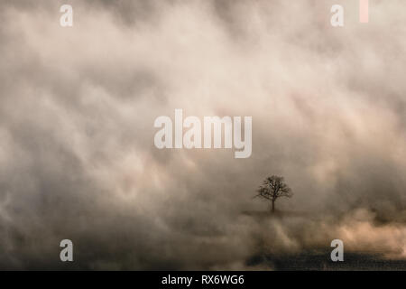 Lone Tree in un'apertura di prima mattina nebbia nella Malvern Hills Worcestershire Foto Stock