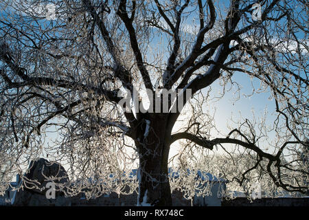 La neve e il gelo invernale coperto tree silhouette in Avebury, Wiltshire, Inghilterra Foto Stock