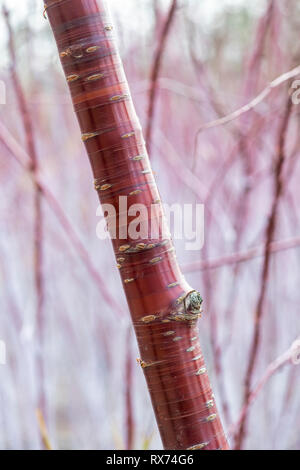 Prunus serrula. Ciliegio tibetano di corteccia di albero . La Betulla di corteccia di albero in inverno Foto Stock