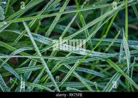 I cristalli di ghiaccio (trasformata per forte gradiente frost) sul verde erba del campo Foto Stock