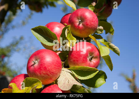 Le mele sulla struttura ad albero, Bassa Sassonia, Germania, Additional-Rights-Clearance-Info-Not-Available Foto Stock