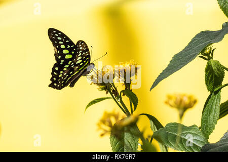 Coda di jay butterfly (Graphium Agamennone) alimentazione su un fiore e i Giardini Botanici di Montreal, Quebec, Canada Foto Stock