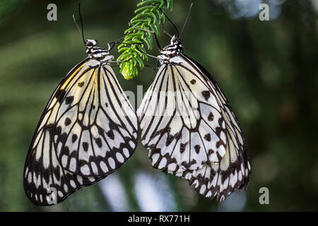 Coppia di farfalle noto come: aquilone di carta, carta di riso o grande albero nymph(Idea leuconoe)l'accoppiamento su un ramo di conifere, i Giardini Botanici di Montreal, Quebec, Canada