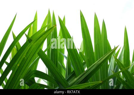 Distinguiti dal mazzo di foglie verdi di Pandan o Pandanus che sparano alla luce del giorno. Foto Stock