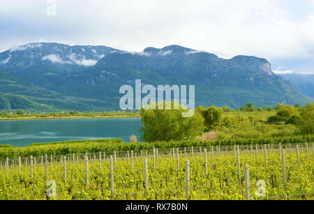 Lago di Caldaro vigneto, Lago di Caldaro. La piantagione di uva vicino al Lago di Caldaro a Bolzano in Alto Adige, Italia. Foto Stock