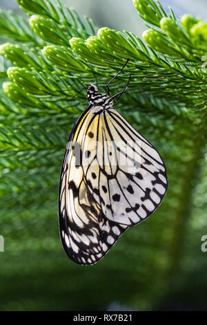 Butterfly noto come: aquilone di carta, carta di riso o grande albero nymph(Idea leuconoe) alimentazione su un fiore e i Giardini Botanici di Montreal, Quebec, Canada Foto Stock