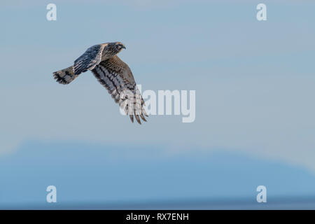 Harriers settentrionale volare basso sopra il terreno quando si caccia, tessitura avanti e indietro su campi e paludi come si guarda e ascolta per piccoli animali. Essi mangiano sul terreno, ed essi appollaiarsi su bassa posti o alberi. Foto Stock