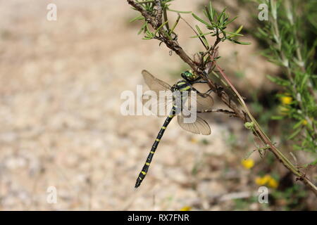 Libellule posée sur une branche Foto Stock