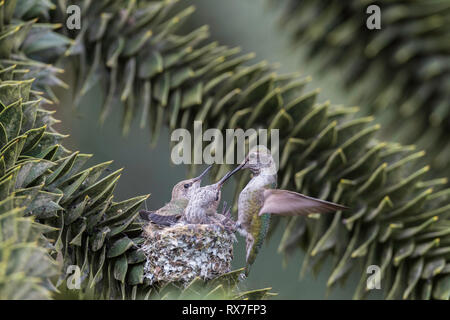 Anna (hummingbird Calypte anna), una di medie dimensioni hummingbird originaria della costa occidentale del Nord America, Foto Stock