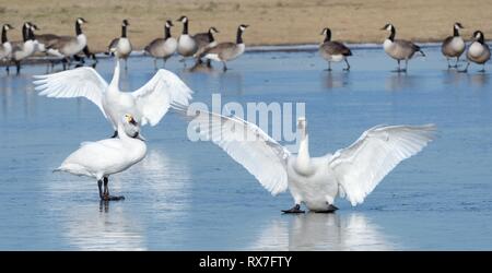 Due Bewick's cigni (Cygnus bewickii columbiana) scorrevole su ghiaccio dopo lo sbarco su un terreno paludoso congelati piscina vicino a Oche del Canada (Branta canadensis), UK. Foto Stock