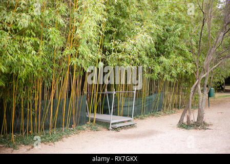 Il Palazzo del Belvedere e giardini di Vienna - Università di Vienna il giardino botanico - Un'area di bambù si può camminare all'interno Foto Stock