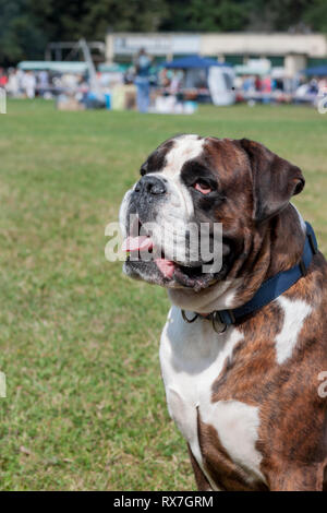 Brindle boxer cucciolo con marcature bianche è seduto su un prato verde. Gli animali da compagnia. Cane di razza. Foto Stock