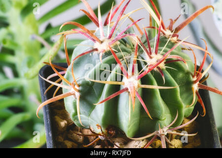 Ferocactus latispinus - una specie di canna cactus nativo per il Messico Foto Stock