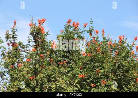 Jardin Canario - Giardino botanico di Gran Canaria, Spagna. Tecoma capensis specie di piante da fiore - Cape caprifoglio. Foto Stock