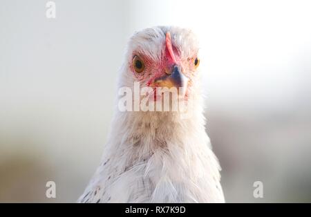 Gallina Bianca di guardare direttamente la fotocamera con un espressione arrabbiato Foto Stock