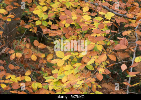 Comune di foglie di faggio, Fagus sylvatica, colori autunnali, Thornden boschi, Kent, Regno Unito Foto Stock