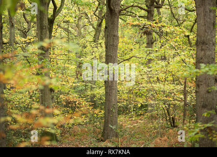 Bosco misto in autunno colori, Thornden boschi, Kent, Regno Unito Foto Stock