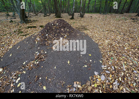 Legno nido di formiche, formica rufa, nella foresta, Thornden boschi, Kent, Regno Unito Foto Stock