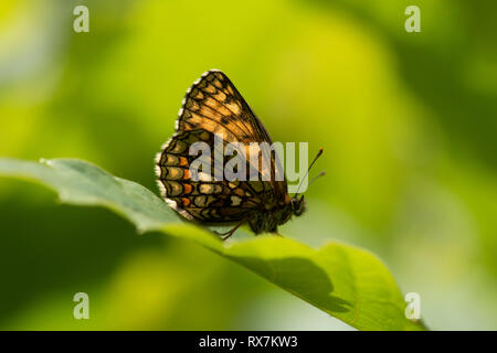 Heath Fritillary Butterfly, Melitea athalia, Thornden boschi, Kent, Regno Unito, RSPB Riserva, uno dei rarissimi UKs farfalle, Marrone, arancio, vista laterale, undersid Foto Stock