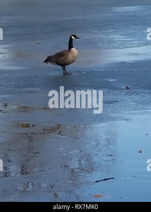 Goose sul laghetto congelato Foto Stock