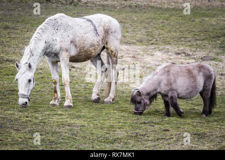 Un cavallo e un pony Falabella il pascolo in inverno Foto Stock