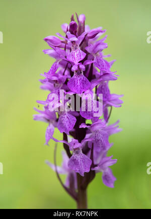 Avvistato comune, orchidea Dactylorhiza fuchsii, Monkton Riserva Naturale, Kent, Regno Unito Foto Stock