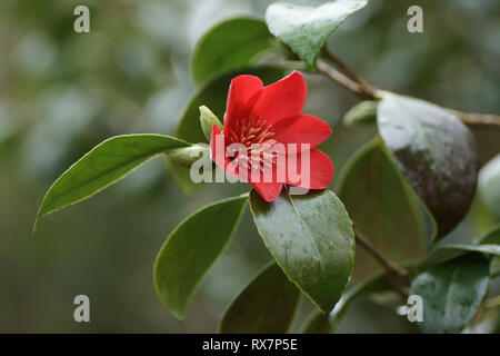 Camellia japonica "Kimberly' a Clyne giardini, Swansea, Wales, Regno Unito. Foto Stock