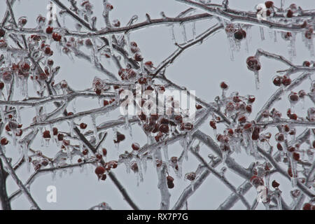 Close up dei rami e bacche di un incendio della prateria Crabapple Tree rivestita di uno strato di ghiaccio con ghiaccioli gocciolamento verso il basso Foto Stock