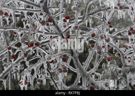 Close up dei rami e bacche di un incendio della prateria Crabapple Tree rivestita di uno strato di ghiaccio con ghiaccioli gocciolamento verso il basso Foto Stock