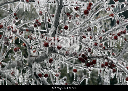 Close up dei rami e bacche di un incendio della prateria Crabapple Tree rivestita di uno strato di ghiaccio con ghiaccioli gocciolamento verso il basso Foto Stock