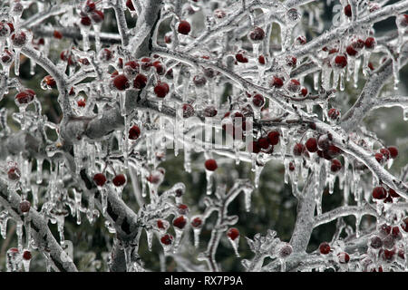 Close up dei rami e bacche di un incendio della prateria Crabapple Tree rivestita di uno strato di ghiaccio con ghiaccioli gocciolamento verso il basso Foto Stock