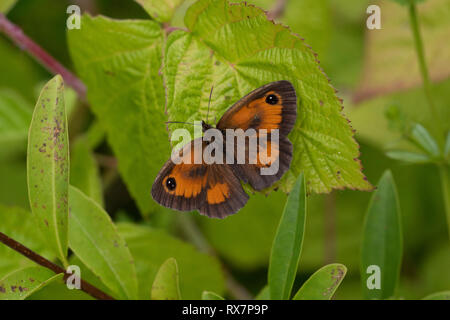 Farfalla di Gatekeeper, Hedge Brown, Pyronia tithonus, Temple Ewell Riserva Naturale, Kent Wildlife Trust, UK, appoggio con alette aperte Foto Stock