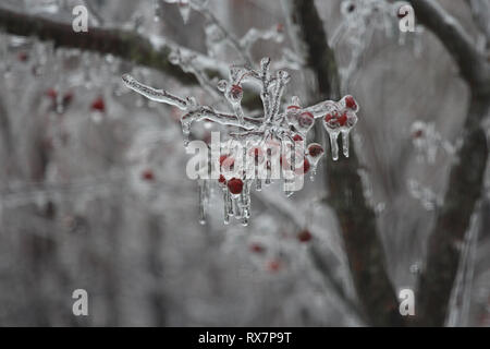 Close up dei rami e bacche di un incendio della prateria Crabapple Tree rivestita di uno strato di ghiaccio con ghiaccioli gocciolamento verso il basso Foto Stock