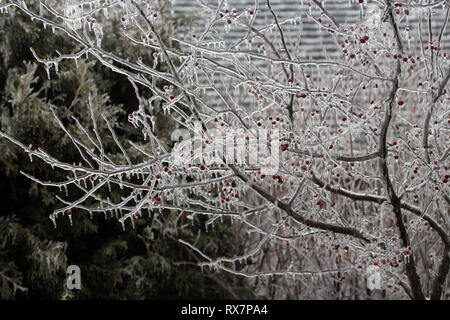 Close up dei rami e bacche di un incendio della prateria Crabapple Tree rivestita di uno strato di ghiaccio con ghiaccioli gocciolamento verso il basso Foto Stock