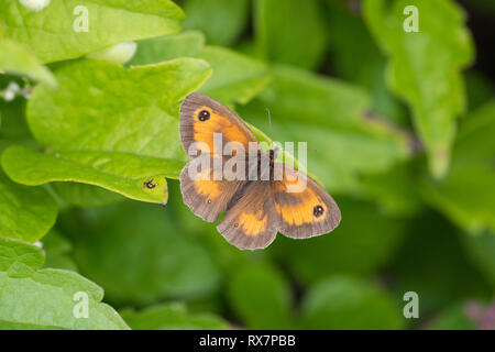 Farfalla di Gatekeeper, Hedge Brown, Pyronia tithonus, Temple Ewell Riserva Naturale, Kent Wildlife Trust, UK, appoggio con alette aperte Foto Stock