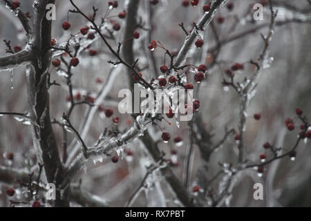 Close up dei rami e bacche di un incendio della prateria Crabapple Tree rivestita di uno strato di ghiaccio con ghiaccioli gocciolamento verso il basso Foto Stock