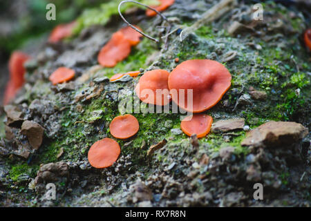 Buccia di arancia fungo (Aleuria aurantia) crescente sul muschio sulle rocce in una foresta Foto Stock