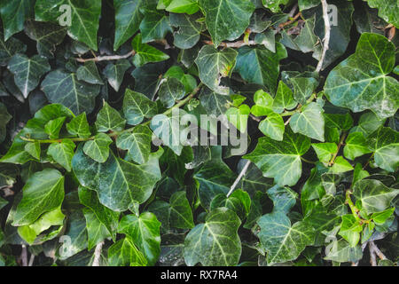 Verde edera contro una parete rurale nella campagna Foto Stock
