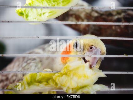 Cockatiel (Nymphicus hollandicus) in una gabbia di roditura su un pezzo di lattuga attraverso le barre Foto Stock