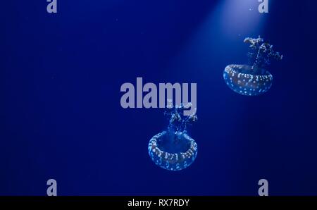 Una coppia di bianco macchiato meduse galleggianti in acqua blu con un faretto luminoso verso il basso a partire da sopra Foto Stock