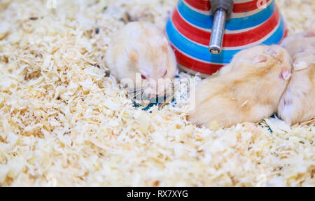 Carino Exotic red-eyed Nana Lilla Campbell Hamster mangiare alimenti per animali domestici. Campbell Hamster è noto come Nana russo siberiano nana, criceto siberiano. Il Pet h Foto Stock