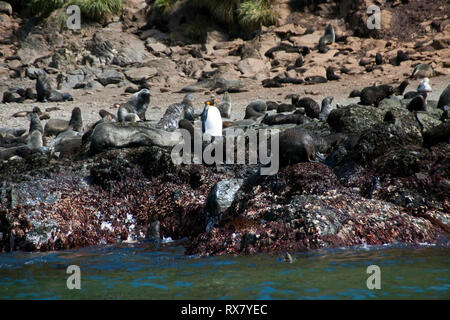 Elsehul Bay Isola Georgia del Sud, pinguino reale fra le foche sulla costa rocciosa Foto Stock