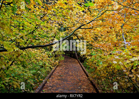 WASHINGTON - il Boardwalk attraverso un gruppo di vite colorata alberi di acero lungo il sentiero attraverso il boschetto di Patriarchi in Mount Rainier National Park. Foto Stock