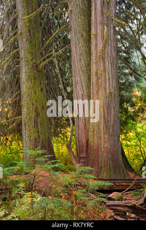 WASHINGTON - Massive western red cedri e Douglas Abeti presenti lungo il boschetto di Patriarchi Trail nel Mount Rainier National Park. Foto Stock