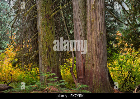 WASHINGTON - Massive western red cedri e Douglas Abeti presenti lungo il boschetto di Patriarchi Trail nel Mount Rainier National Park. Foto Stock