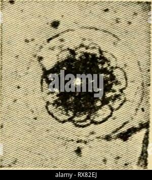 Le uova dei mammiferi (1936) Le uova dei mammiferi eggsofmammals00pinc Anno: 1936 " La Fig. 5 La Fig. 6 La Fig. 7 Fk.. S Fig. 9 La Fig. 10 Fig. 11 Foto Stock