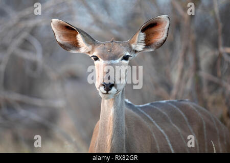 Una femmina di Kudu Foto Stock