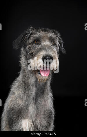 Grande Grigio Irish Wolfhound dog sitter guardando la fotocamera su sfondo nero Foto Stock