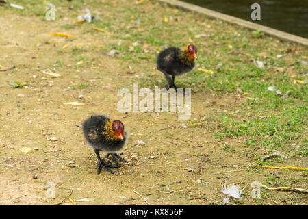 Due acqua eurasiatica coot pulcini fouraging vicino ad un ruscello Foto Stock